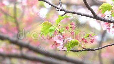 粉红樱花，日本开花樱花上樱花树.. 樱花花是日本的代表